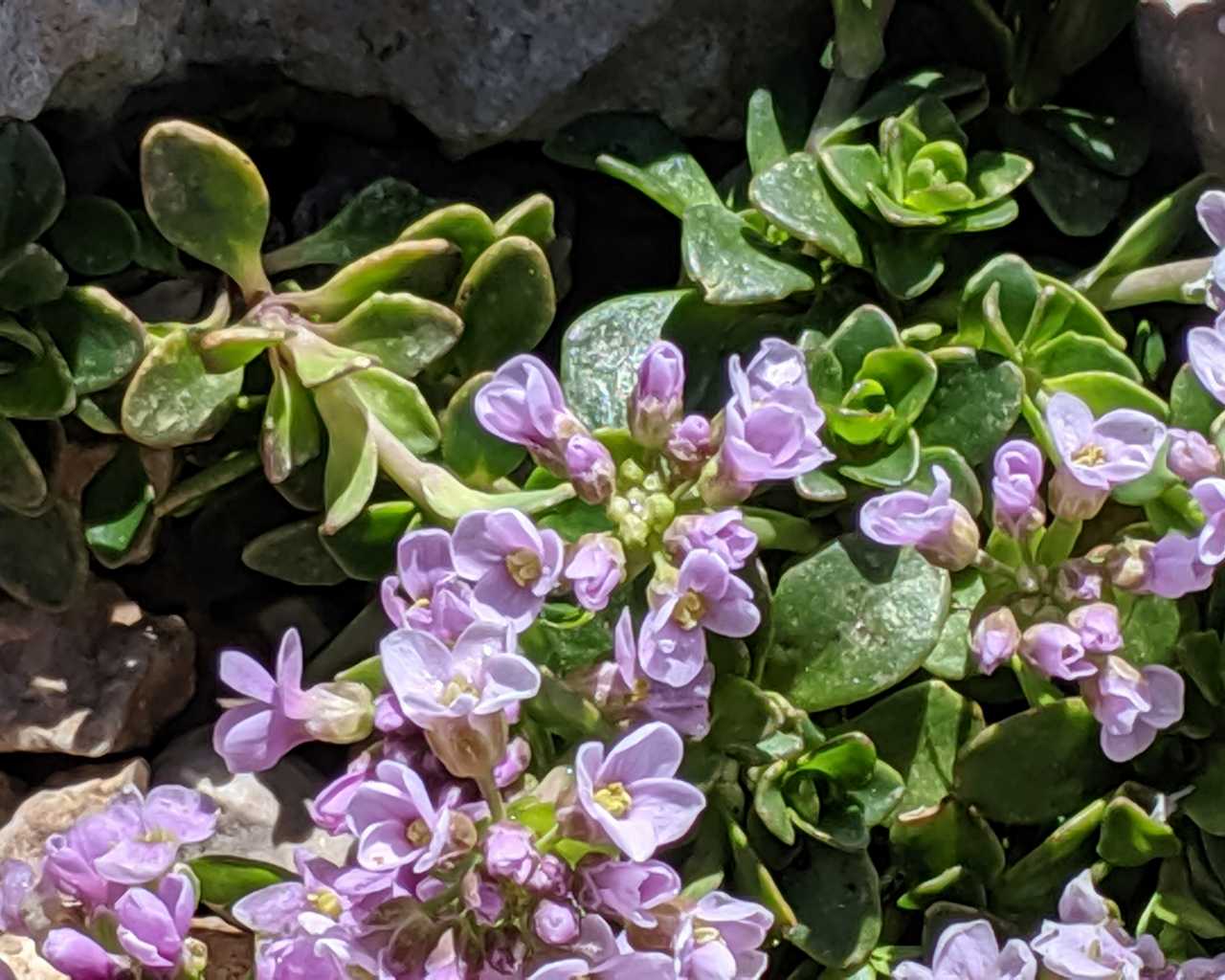 Noccaea rotundifolia (ex Thlaspi rotundifolium)